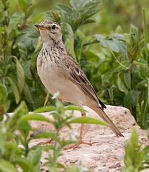 Pipit africain