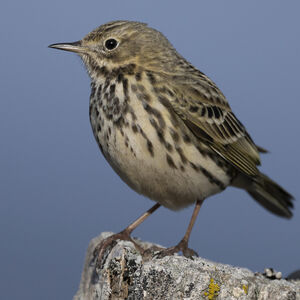 Meadow Pipit