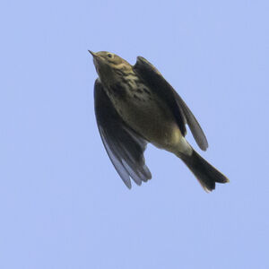 Meadow Pipit