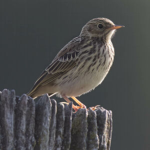 Meadow Pipit