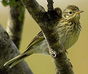 Meadow Pipit