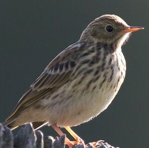 Meadow Pipit 
&copy; Herv� Michel