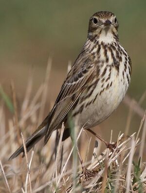 Pipit farlouse