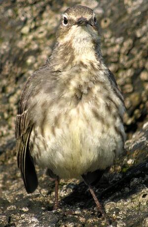 Pipit maritime