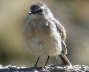 Pipit spioncelle