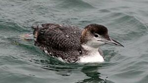 Great Northern Loon 
&copy; Herv� Michel
