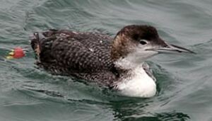 Great Northern Loon 
&copy; Herv� Michel