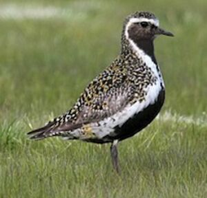 European Golden Plover