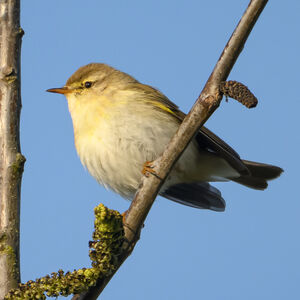 Willow Warbler