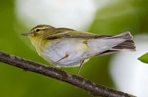 Wood Warbler