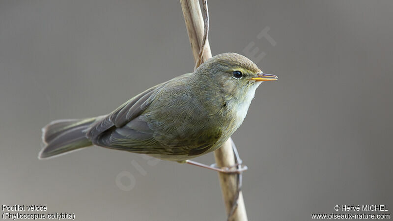 Common Chiffchaff male adult breeding, song