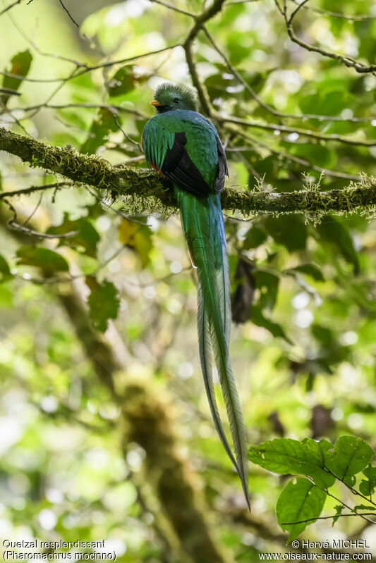 Quetzal resplendissant mâle adulte nuptial