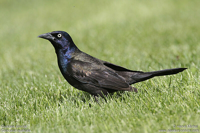 Common Grackle male adult breeding