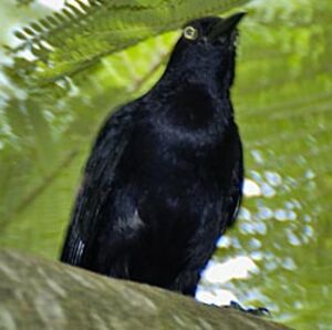 Quiscale noir