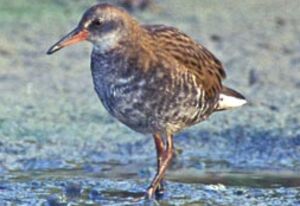 Water Rail
