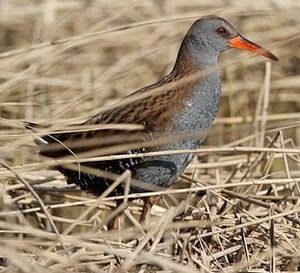 Water Rail