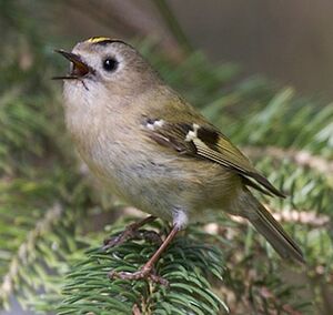 Goldcrest