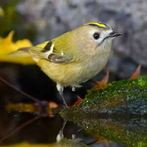 Goldcrest