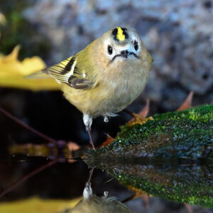 Goldcrest