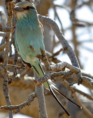 Abyssinian Roller