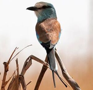 Abyssinian Roller