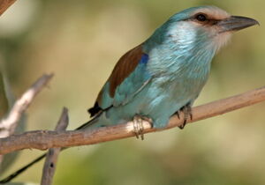 Abyssinian Roller