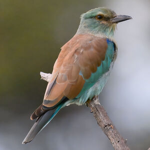 European Roller