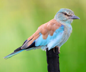 European Roller