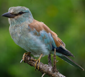 European Roller