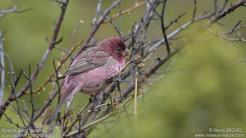 Red-mantled Rosefinch male adult breeding