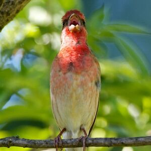 Common Rosefinch 
&copy; Herv� Michel