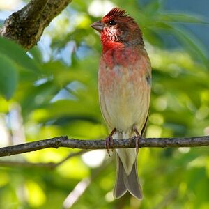 Common Rosefinch 
&copy; Herv� Michel