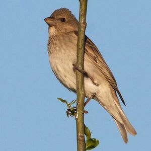 Common Rosefinch 
&copy; Herv� Michel