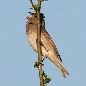 Common Rosefinch 
&copy; Herv� Michel