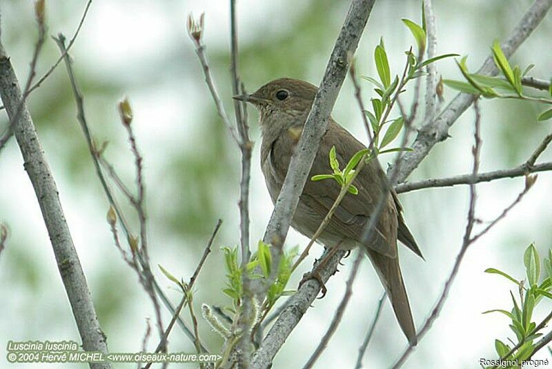 Thrush Nightingale