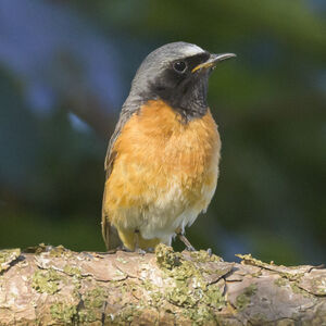 Common Redstart
