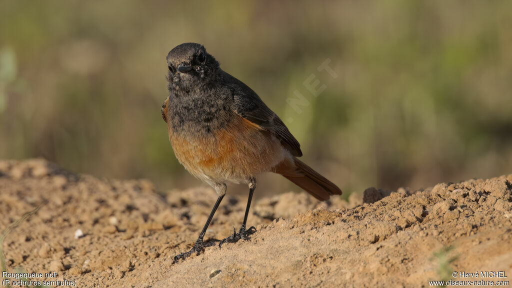 Black Redstart male subadult breeding, identification