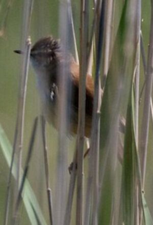 Paddyfield Warbler 
&copy; Herv� Michel