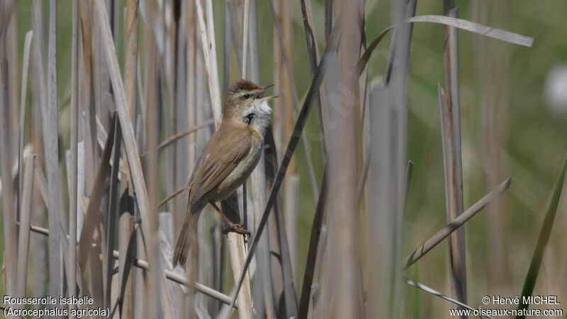 Paddyfield Warbler male adult, song