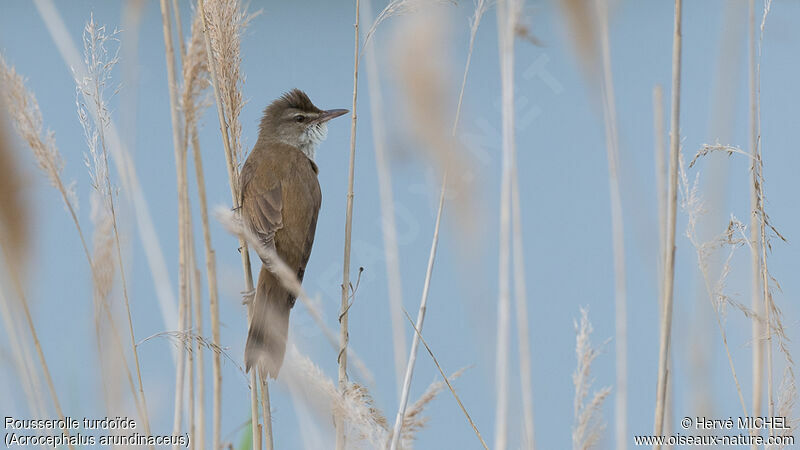 Great Reed Warbler male adult breeding