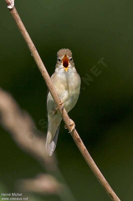Marsh Warbler male adult breeding, close-up portrait, song