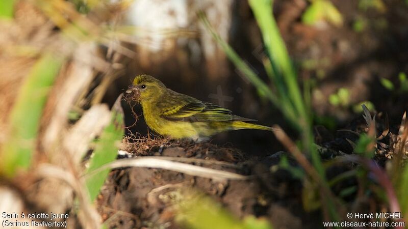 Yellow-crowned Canary female
