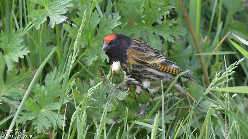 Red-fronted Serin male adult breeding, habitat, fishing/hunting