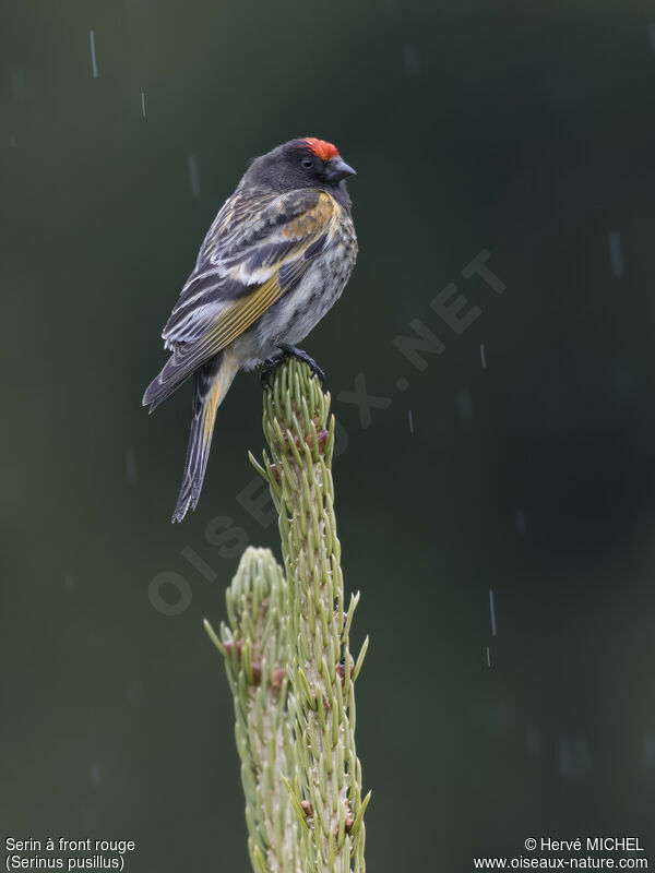 Red-fronted Serinadult breeding