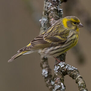 European Serin