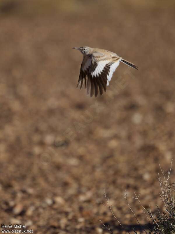 Greater Hoopoe-Lark male adult breeding, Flight, courting display