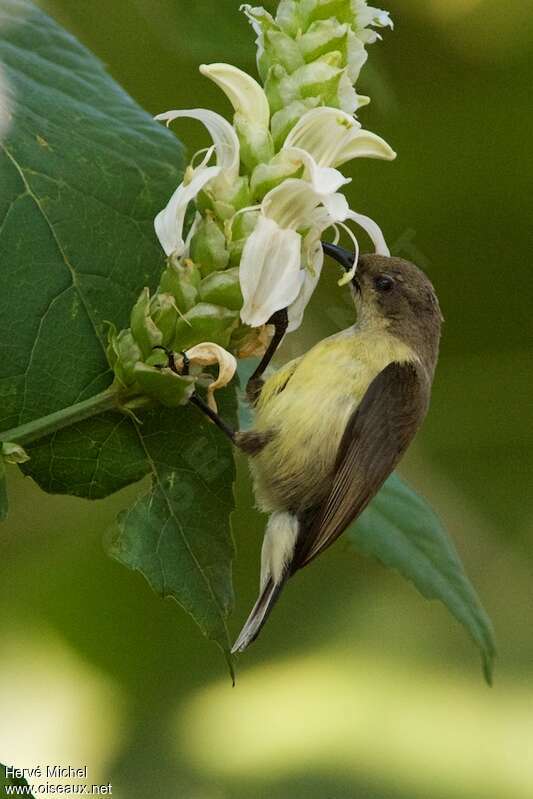 Variable Sunbird female adult, feeding habits