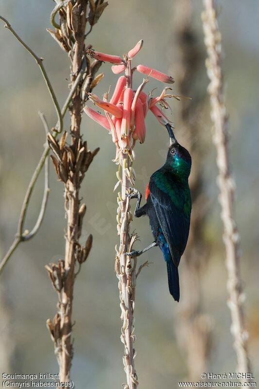 Shining Sunbird male adult breeding