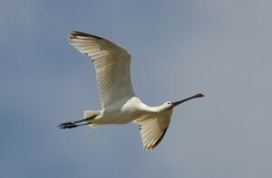 Eurasian Spoonbill