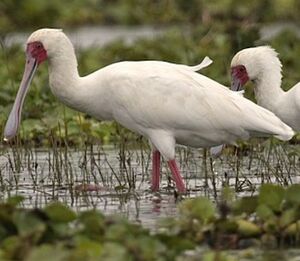 African Spoonbill